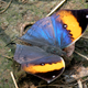 Orange Oakleaf Kallima inachus, found in northern India, is among the best examples of camouflage.
